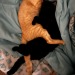 huffylemon:spookyskeletonblog:huffylemon:Happy Halloween^these are the additions