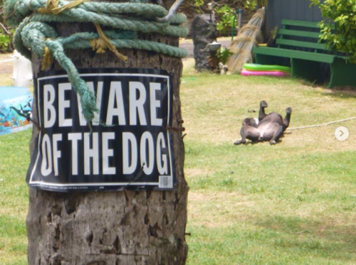 babyanimalgifs:Funny “beware of the dog” signs and the very dangerous dogs behind them