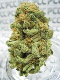 thcfinder:  Don’t miss out on some Tasty Sour Grapes Cannabis from Have a Heart in Seattle, Wa http://www.thcfinder.com/marijuana-dispensary/washington/seattle/have-a-heart-cc-cafe/