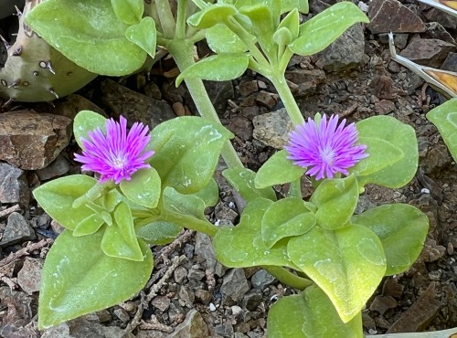 Aptenia lancifolia
The genus Aptenia is a member of the Aizoaceae, or Ice Plant Family, but its species have leaves that look more conventional than most of its relatives (that is, not modified to look like chubby fingers), This one is Aptenia...