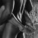 lady-sugar-40: