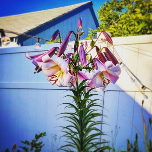 The garden is vibrant! . . . . . #summer #garden #gardening #pnwsummer #treelily #treelillies #lill