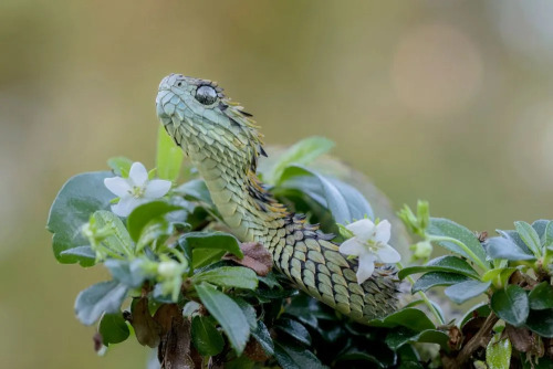 Are Those Pictures Of Bush Vipers Real????? They're The Most Adorable Thing I've Ever Seen