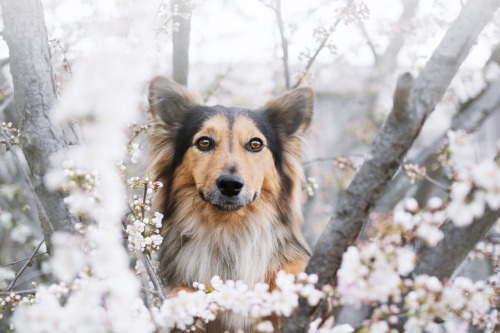 little-fox-adventures: why you so pretty?