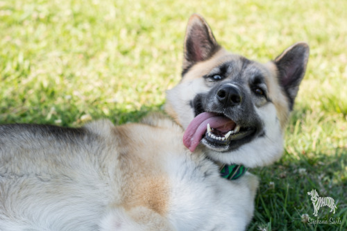 huskyhuddle:Sun Drunk Shepherds and Sibes Master Post for handsomedogs Sunray Sunday!!