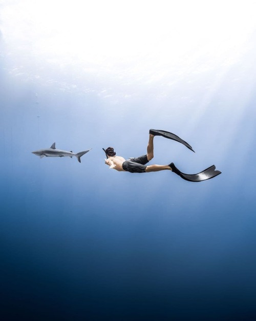 Reposted from @mitchbrownphoto Who wants to do this?  follow us  @spearfish.and.freedive.world . . .