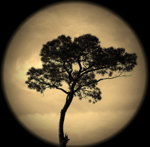 superbnature:  Enlightment by redbug http://ift.tt/1sxfBnQ 