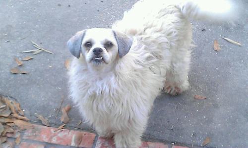 pleatedjeans:  18 Dogs That Got Appearance-Altering Haircuts 