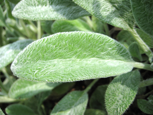 dying-planet: gypist: ohcry: annmuddy: landlockedmermaid: “lambs ear” plant an all time 