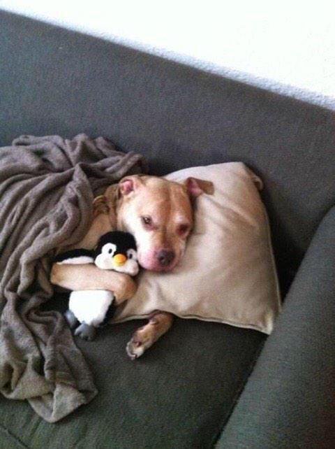 babyanimalgifs:  baby animals blog