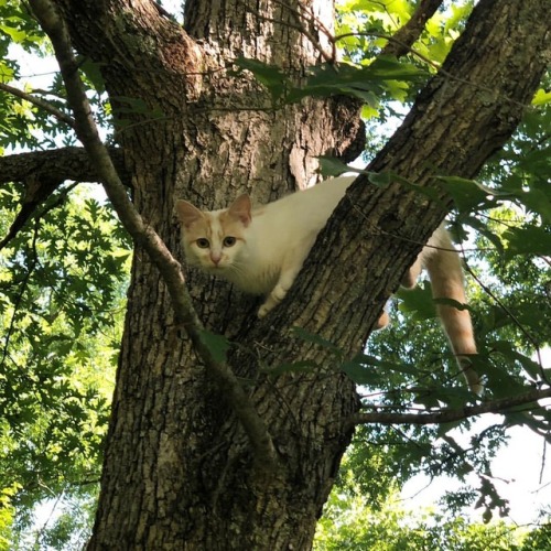 <p>Important #catland update! This is NOT, I repeat, THIS IS NOT #leohickman! For those of you who enjoyed yesterday’s post about Little Leo getting stuck in a tree but thought to yourselves, “wow, Leo sure has gotten big and does his face seem oranger than it was?”, well, I appreciate your attention to detail. Because Leo is still rather tiny and mostly white and my only defense is that this guy was in a tree I guess it just never occurred to me that he was not to scale. The upshot is, and I think you know where I’m going with this, I think you might be looking at Leo’s dad. Sigh. (at Fiddlestar)</p>