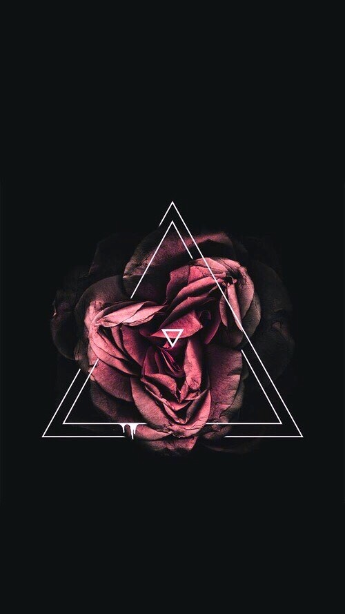 widit:  Tulip &amp; Roses // Requested  I DON’T OWN OR TAKE ANY CREDIT FOR