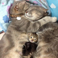 awwww-cute:  Snuggle Time