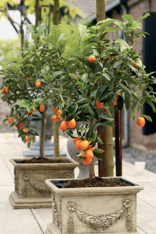 Citrus kumquat  Fonte : www.sundaypost.com/in10/home-and-garden/think-big-plant-small-7-top-