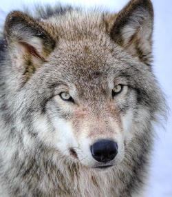 beautiful-wildlife:  Those Eyes by Joshua McCullough