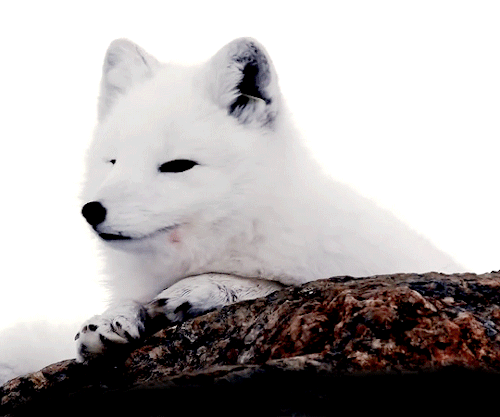 bennskywalker:Arctic Fox in Norway | WILD NORDIC