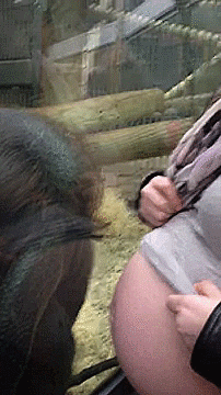 thenatsdorf:  Orangutan reacts to seeing a pregnant belly. [video]