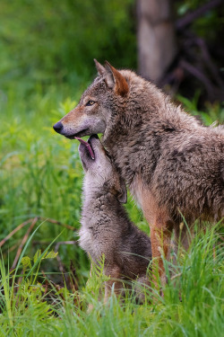 mstrkrftz:  Grey Wolf by Harsha Jayawardena