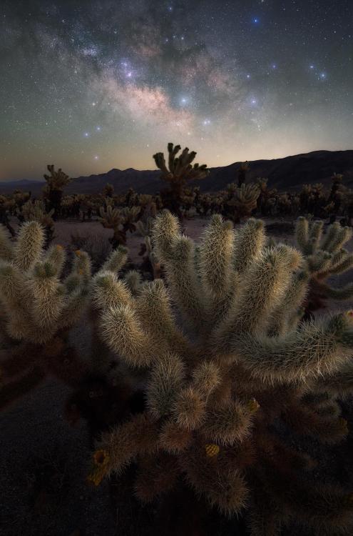 amazinglybeautifulphotography:  Cholla Garden,