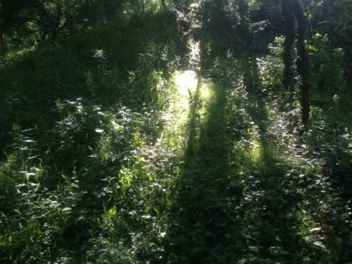 studiointhewoods:Magickal walk through the woods and up to the Grove this evening for some spiritual