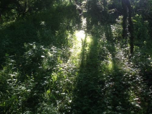 studiointhewoods: Magickal walk through the woods and up to the Grove this evening for some spiritua