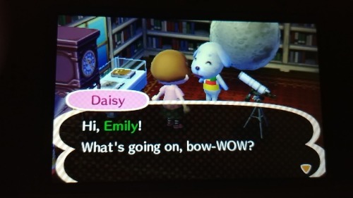 Oh God I Restarted Im So Weak. But Hey I Got Daisy! ...and Astrid. Too Bad I Have No Amiibo For Villagers.