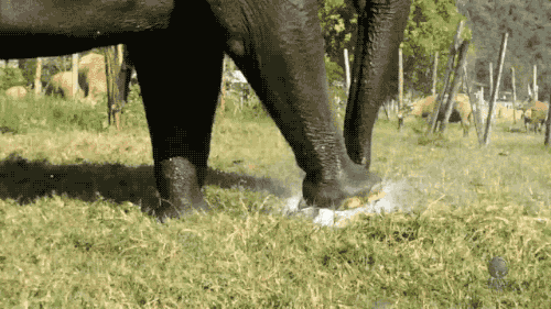 gifsboom:  Video: Elephant Breaks Sprinkler to Make Her Own Fountain