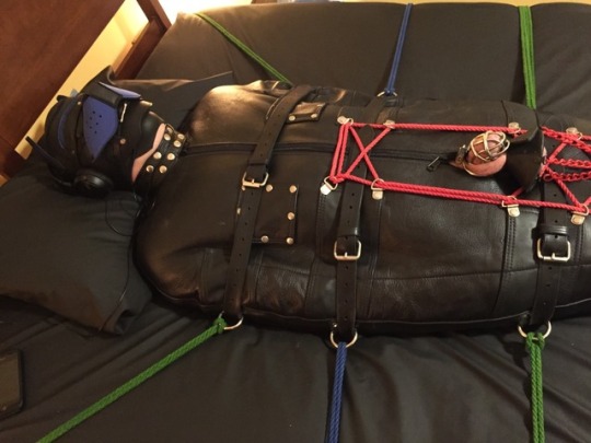 feelingknottycda: Pup in a sack. Locked and gagged. Now with optional ball parachute accessory.  