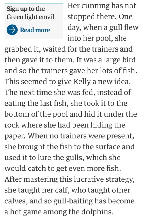 ofools:  ofools:   ofools:  Dolphins are if humans were wet tubes with no morals  A Dolphin was trained to save drowning people in exchange for fish!  [later]  We regret to inform you that the life saver dolphin has now drowned 40 people   