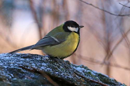 Blue tit/blåmes, Great tit/talgoxe and Jay/nötskrika.