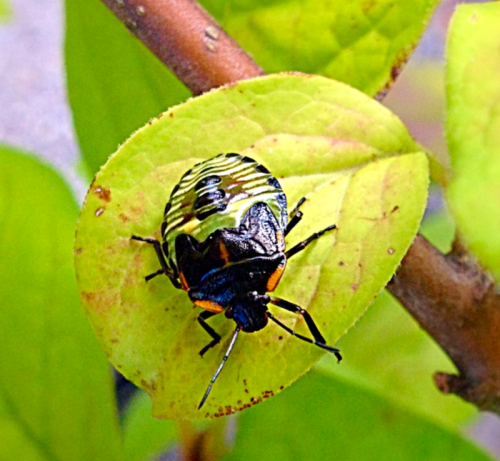 This is an instar of the green shield bug. Instars are a developmental stage of arthropods. Green sh