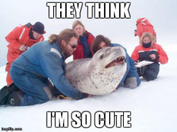 deamhan:  jenkristofu:  Today I remembered about leopard seals.  i love this 