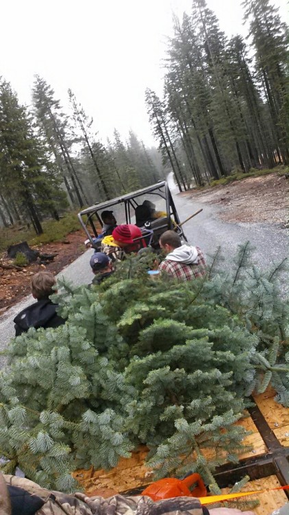 XXX northstatedaddy32:  Christmas trees photo