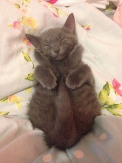 hightreas0n:  little——hell:  catsbeaversandducks:  &ldquo;Because I’m happy…” Photos via Pleated-Jeans.com  Animals are the BEST