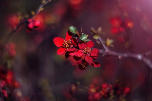 skaistieziedi: red © coloraddict.nature