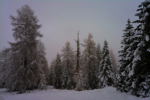 phoenixfeatherxlight: ©Andrea Effulge~all rights reserved~ ❄️️ You can also find my work onFace