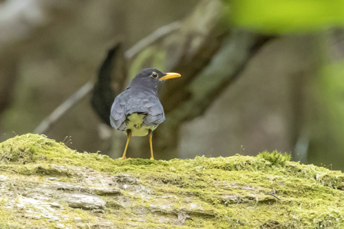 クロツグミ（Japanese Thrush）