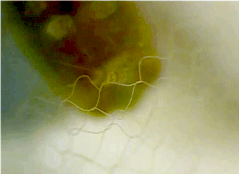 rotifers:  scientificvisuals:  Spongillafly larvae (genus Climacia) weaving distinctive chain-link cocoons. They spin another cocoon inside the fence. Sources here and here. More images here.   I’ve seen adult spongillaflies but have yet to encounter
