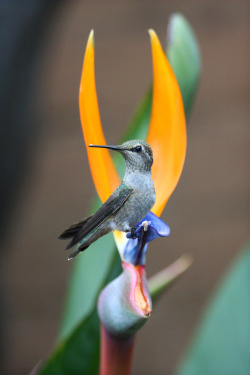 va103:  This was the first time I saw a hummingbird. Who said that they never sit still? They do! They also pose for us ;) San Diego, CA 