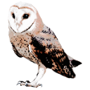 owlshaped avatar