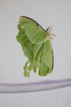 mydeadthingsdiary:  Moth sex!  @perceptionofadove