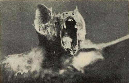 nemfrog:  Vampire bat. Zoologica. 1935. Internet porn pictures