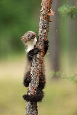 magicalnaturetour:  The beech marten by Michal