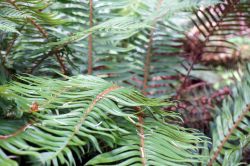 pacificnorthwestdoodles:vampirefinch:tepuitrouble:Hoh rainforest, Washington State.Ah, one day we&rs