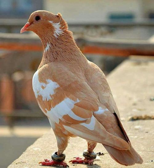 pebbles-and-pretty-stuff:PIGEONS ARE SO PRETTY THIS IS A PIGEON APPRECIATION POSTI love pigeonsPigeo