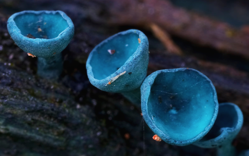 nubbsgalore:  a mushroom rainbow to put the fun in fungi. cause they don’t need psilocybin to be magic. and though some mushrooms are coloured as a toxicity warning to predators, many others are brightly coloured to instead attract potential spore