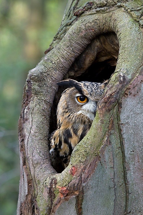 Porn Pics expression-venusia:  Eurasian Eagle-owl Expression