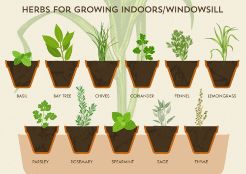 The Herb Growing Cheat Sheet [Infographics]Now we’ve entered spring and the sun is starting to