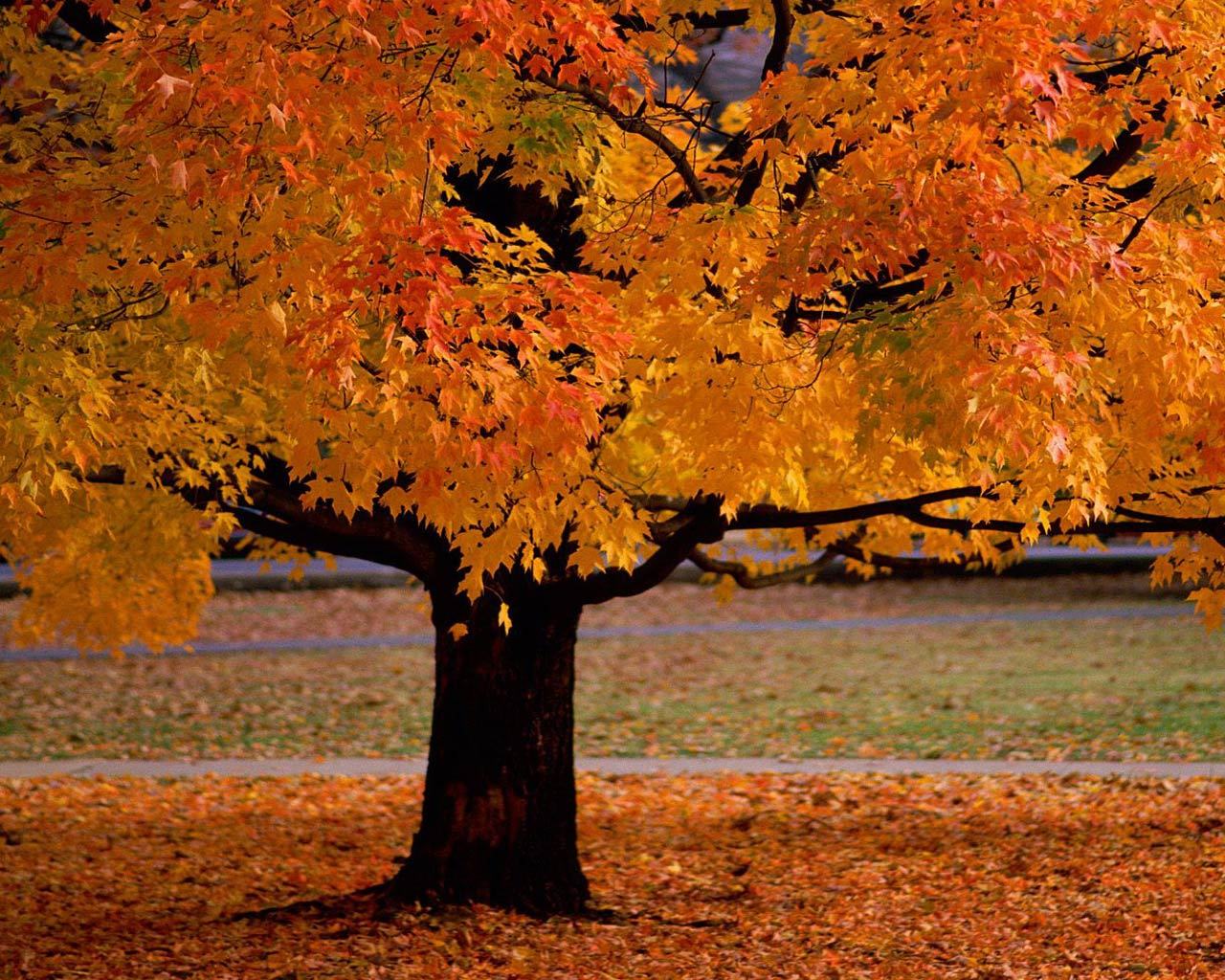 rainy-autumn-day:  