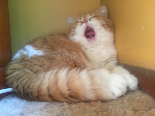 thunderhumper: feraligatr: goodenoughforjazz: adventuresofpeanut: she screm